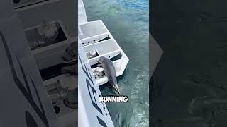 A Baby Seal Escaped an Orca by Jumping Into a Boat 😱