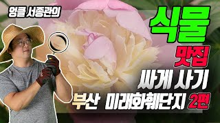 미래화훼단지 2편! 식물 구매부터 장사까지 