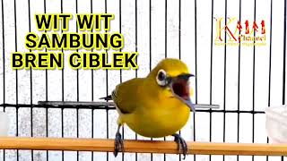 Download lagu Masteran pleci bren ciblek panjang sambung wit wit , suara jernih mp3 Download lagu Masteran pleci bren ciblek panjang sambung wit wit , suara jernih mp3