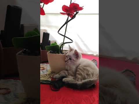 Lynx point Siamese kitten being an ornament + Calico cat