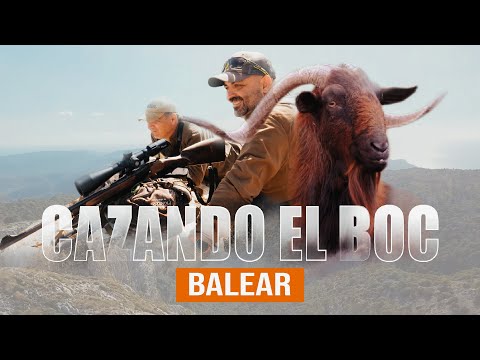 Cazando el Boc Balear en Mallorca