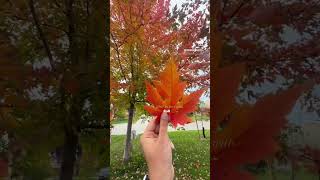 Download lagu Somewhere between autumn leaves and old Bollywood melodies, I found my kind of magic. 🍂🎶 mp3