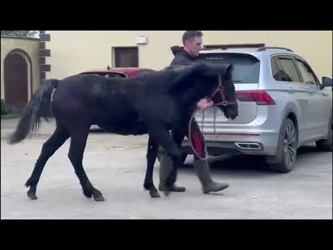 Connemara filly (Yearling) - Image 2