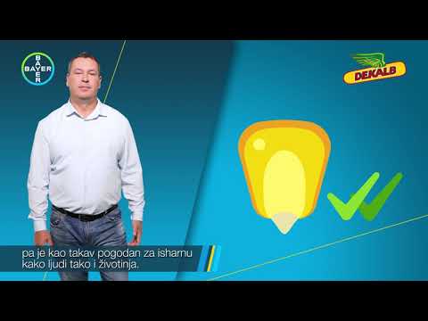 NOVO, Hibrid KUKURUZA DKC 4908, FAO 390 - U nasem ataru