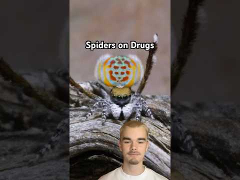 Do Spiders Have Thc Receptors