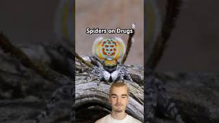 What Happens When You Give Spiders Drugs
