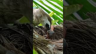 Download lagu MAKANAN ANAK BURUNG MERBAH MASA KECIL #shots mp3 Download lagu MAKANAN ANAK BURUNG MERBAH MASA KECIL #shots mp3