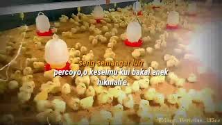 Download lagu Keren banget !!! Story WA peternak ayam broiler mp3