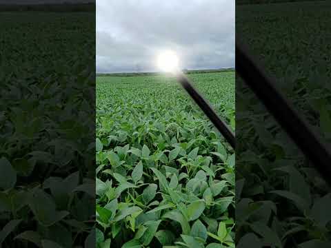 💎 FAZENDA À VENDA EM NIQUELÂNDIA-GO | 392 ALQUEIRES | LAVOURA E IRRIGAÇÃO