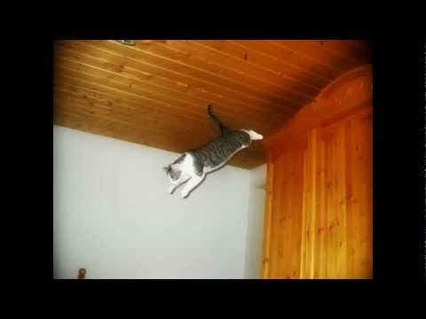 Chatz Verlorä Larry F