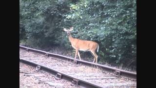 preview picture of video 'Deer During Bike Ride - NCRY Trail (June 26 2005)'