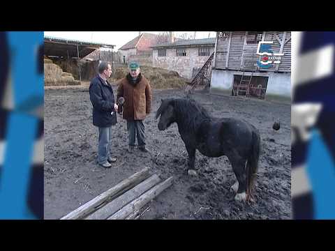 Kako se pravi fijaker za poni konje - atrakcija iz Bečeja