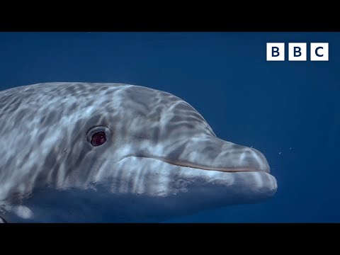 Humpback whale protects her baby from competing partners | Spy in the Ocean - BBC