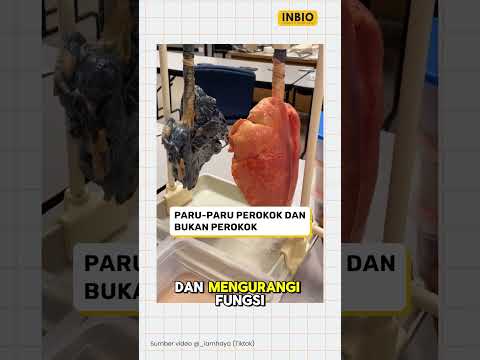 Paru paru perokok vs bukan perokok