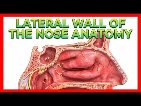 Lateral wall of the nose Anatomy  : Bones, Cartilages and Mucosa