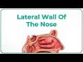 Lateral Wall Of The Nose Anatomy Bones Cartilages And Mucosa