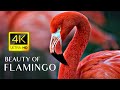 Pink Flamingos 4K Video Flamingo Bird Collection With Relaxing Music