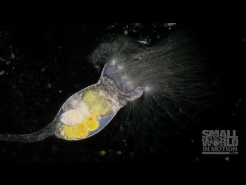 Rotifer With Tentacles | 2016 Nikon Small World