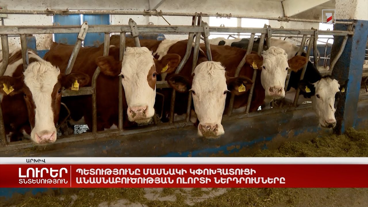 Պետությունը մասնակի կփոխհատուցի անասնաբուծության ոլորտի ներդրումները