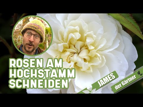 Wie und wann schneidet man Rosenstämmchen I James der Gärtner