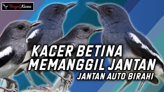 Download lagu Panggilan Kacer Betina Untuk Menaikan Birahi Kacer... mp3