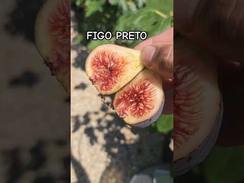 Figo Preto ( Black Madeira) Main Crop Fig Tasting. Chicago Zone 6a