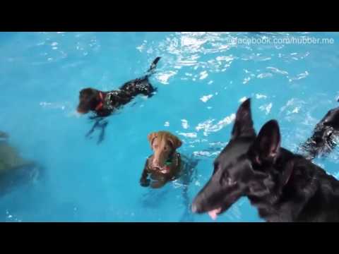 Nasser Spaß: Hundepoolparty mit schüchternem Gast