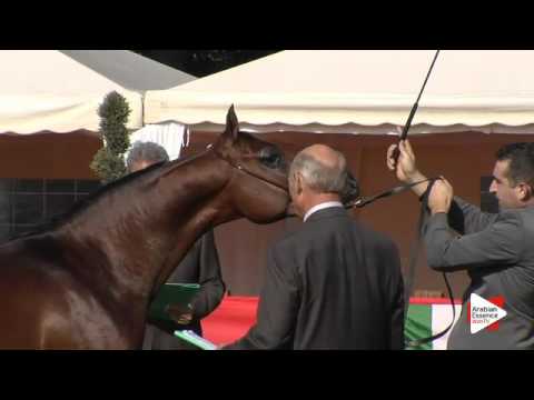 N.15 RED AAMIR - Arezzo 2015 - 2 year old colts (Class 2)