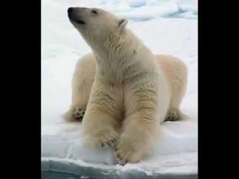 Después  del adiós.  Los gigantes  del  vallenato  🖤