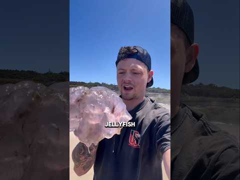 Jellyfish Can’t Sting Here!