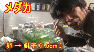 メダカ！卵から育てて1.5cmくらいまで大きくなったのだ！そう！獰猛にね！