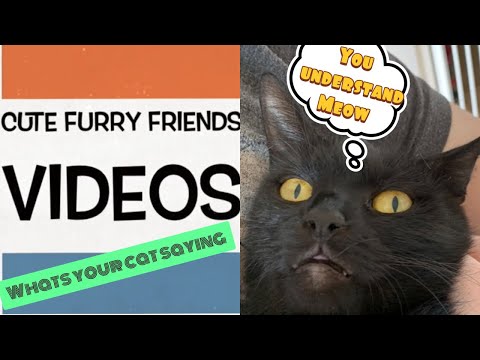 10 sounds that cats make and (what they mean )