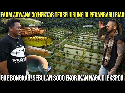 FARM ARWANA 30 HEKTAR TERSELUBUNG DI PEKANBARU. GUE BONGKAR! SEBULAN 3RB EKOR IKAN NAGA DI EKSPOR