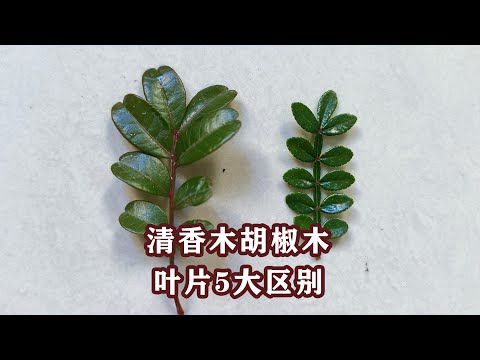 胡椒木花語