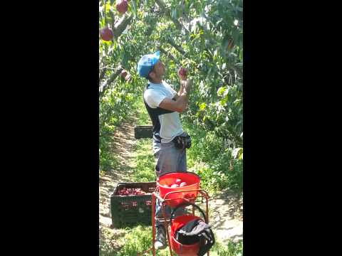 Cassano allo ionio così si deve lavorare