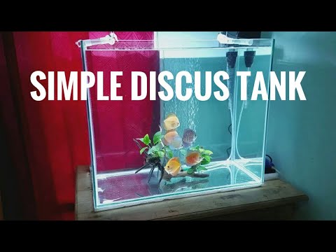 Aquarium Ikan Discus Sederhana