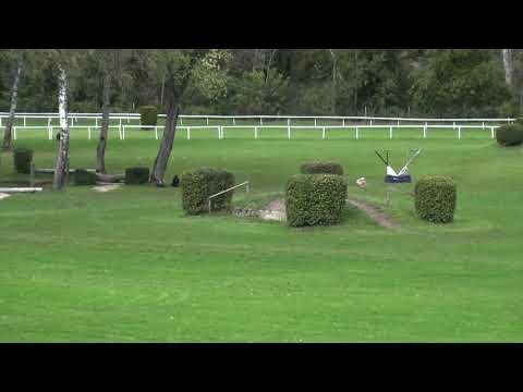 Coursing SM Aarau 2020 Afghanen Rüden Najib Isamu 1