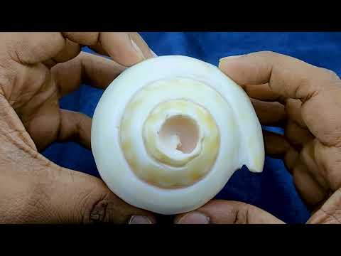 Bajne Wala Shankh Vamavarti Left Hand Shankh video