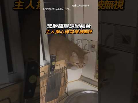 【已讀拒改】玩躲貓貓誤闖陽台 主人操心碎唸慘被無視｜貓｜碎碎念