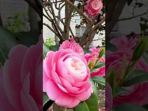 See Kobe U - 春の花々 / Spring flowers