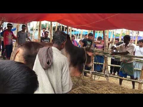 কোরবানির হাট