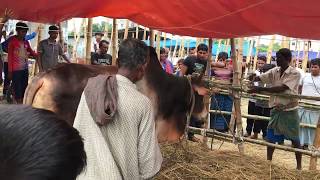 োরবানর হাট