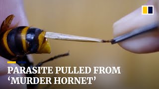 Japanese man performs surgery on giant ‘murder hornet’ by pulling a parasite from its stomach