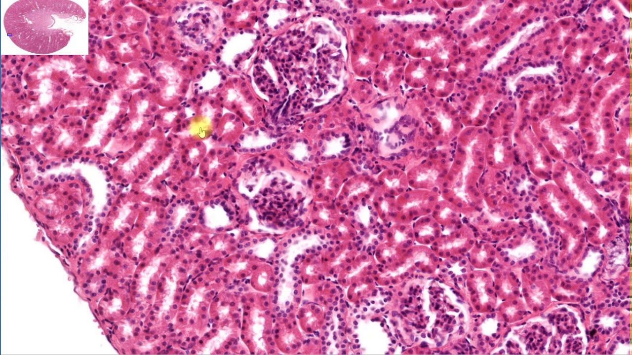 Histologia - revisão para a prova: rim, ureter, bexiga, uretra (vídeo completo)