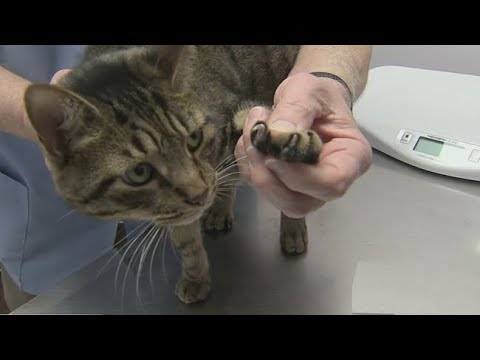 download lagu mp3 mp4 New York Declawing, download lagu New York Declawing gratis, unduh video klip New York Declawing