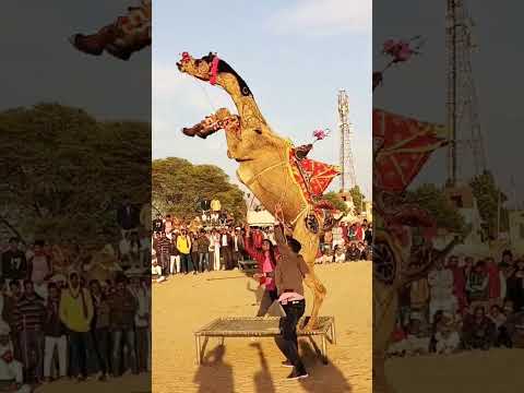 camel dance #cameldance