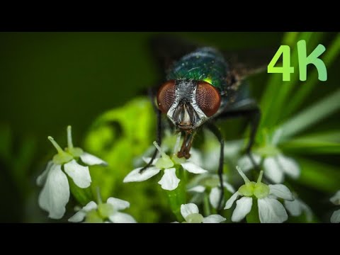 Insects Nature in 4k vidéo Ultra HD 60fps