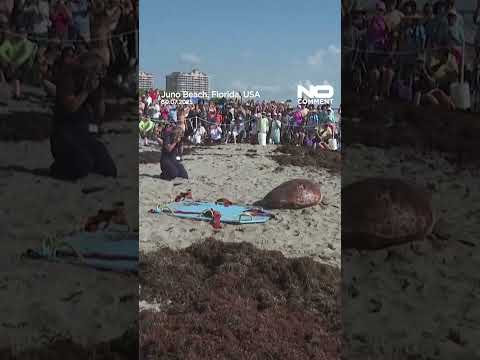 'Pennywise' the sea turtle released back into Atlantic #nocomment #shorts #youtubeshorts #seaturtles