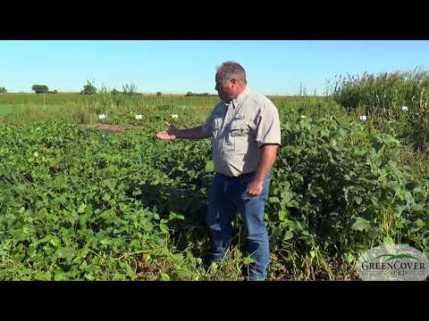 Forage Soybeans - 2019 Test Plots