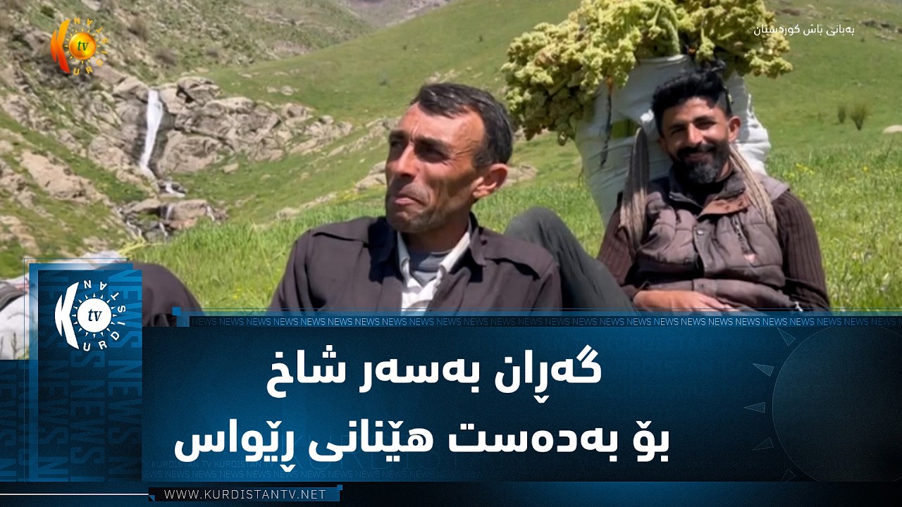 ڤیدیۆ | سیدەکان  ..  گەڕان بەسەر شاخ و بەرزایەکان بۆ بەدەست هێنانی ڕێواس و گیابەهارییەکان